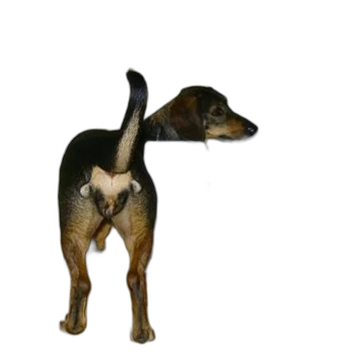 animal, staff, creature, dragon transparent PNG cut-out
