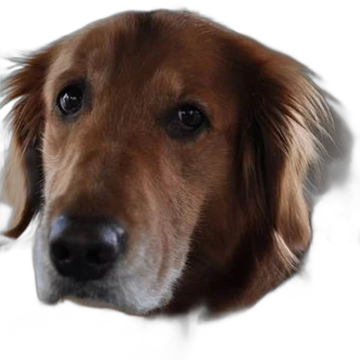 animal, face, staff, creature transparent PNG cut-out