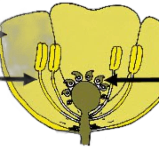 flower, crown, jewelry, staff transparent PNG cut-out