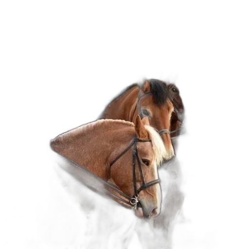 animal, jewelry, hat, hair transparent PNG cut-out