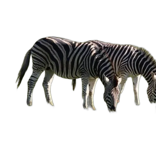 animal, creature, furniture, food transparent PNG cut-out