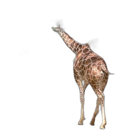 animal, creature, staff, weapon transparent PNG cut-out
