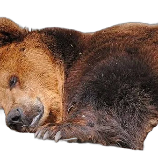 animal, creature, staff, face transparent PNG cut-out