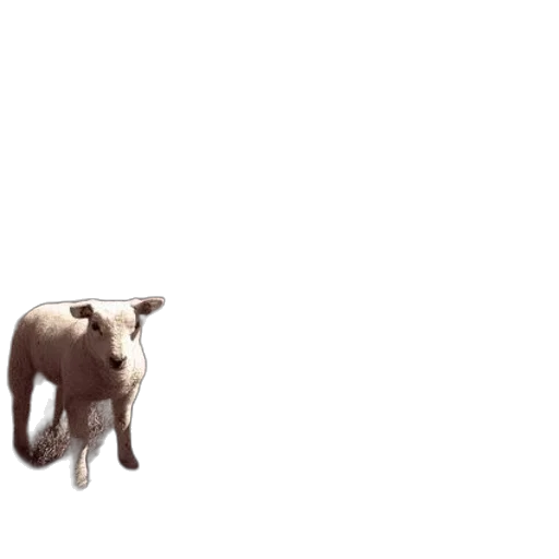 animal, creature, food, weapon transparent PNG cut-out