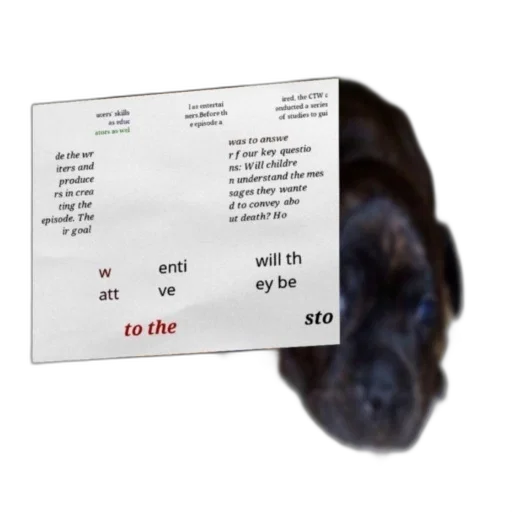 animal, hair, hat, creature transparent PNG cut-out