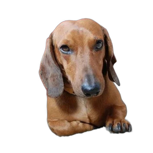 animal, face, staff, creature transparent PNG cut-out
