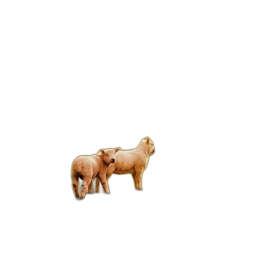 animal, furniture, creature, food transparent PNG cut-out