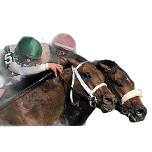 animal, photorealistic, bet, thoroughbreds transparent PNG cut-out
