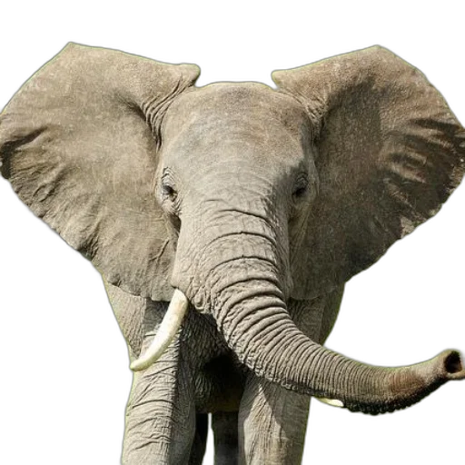 animal, staff, weapon, creature transparent PNG cut-out