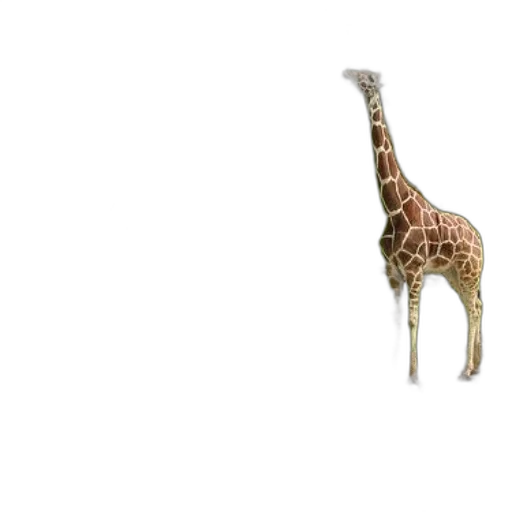 animal, creature, umbrella, staff transparent PNG cut-out