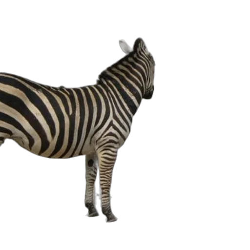 animal, creature, staff, weapon transparent PNG cut-out