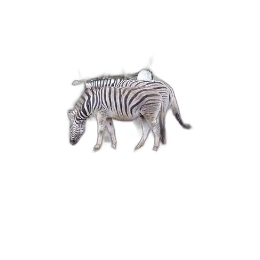animal, creature, jewelry, furniture transparent PNG cut-out