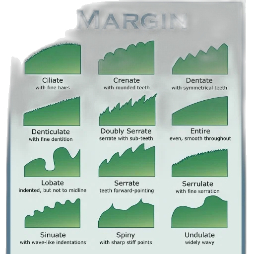 green, illustration, various, types transparent PNG cut-out