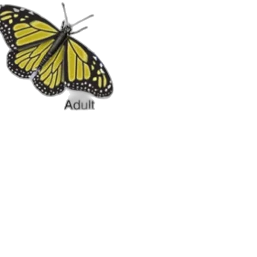 animal, creature, crown, jewelry transparent PNG cut-out
