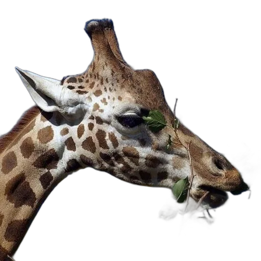 animal, creature, face, staff transparent PNG cut-out