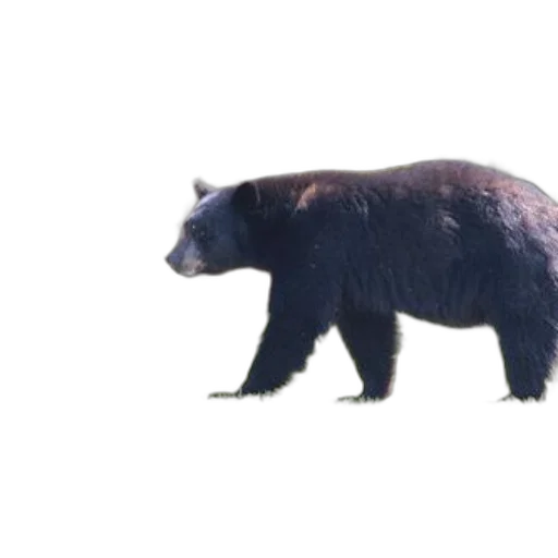animal, creature, staff, weapon transparent PNG cut-out