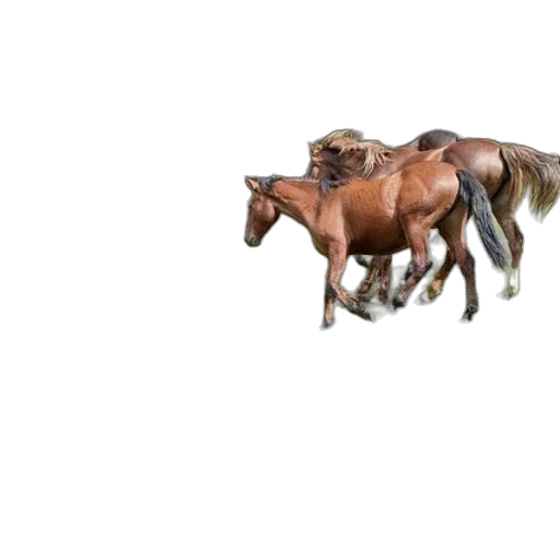 animal, creature, furniture, weapon transparent PNG cut-out