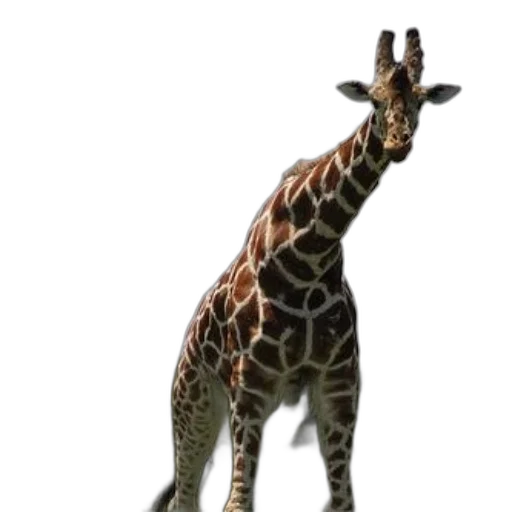 animal, creature, staff, hat transparent PNG cut-out
