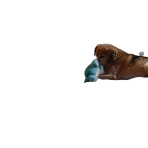 animal, bottle, creature, shoes transparent PNG cut-out