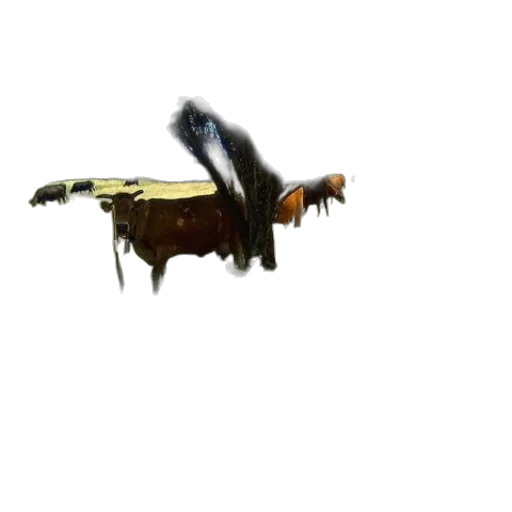 animal, furniture, hair, creature transparent PNG cut-out