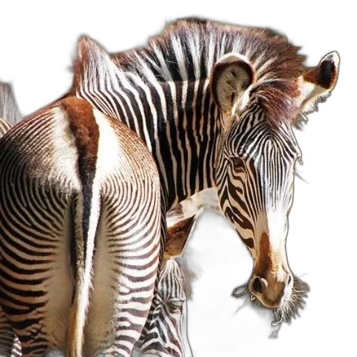 animal, creature, photorealistic, 3d render transparent PNG cut-out
