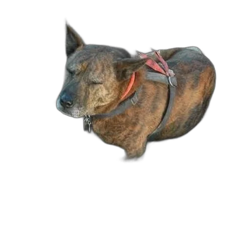 animal, staff, creature, jewelry transparent PNG cut-out