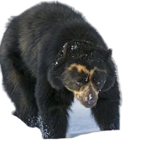 animal, creature, face, staff transparent PNG cut-out