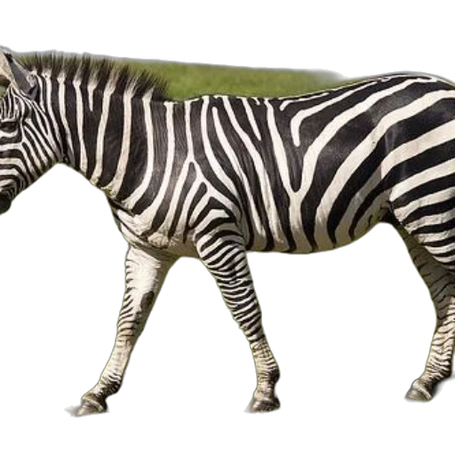 animal, creature, furniture, weapon transparent PNG cut-out