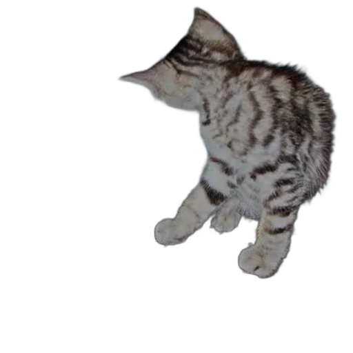 staff, animal, creature, hat transparent PNG cut-out