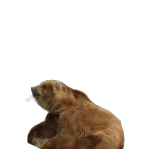 animal, creature, staff, furniture transparent PNG cut-out