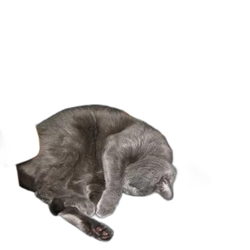 animal, creature, staff, furniture transparent PNG cut-out