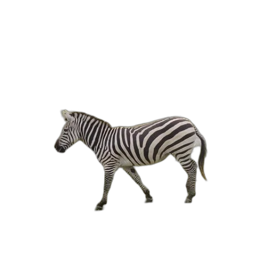 animal, creature, furniture, jewelry transparent PNG cut-out