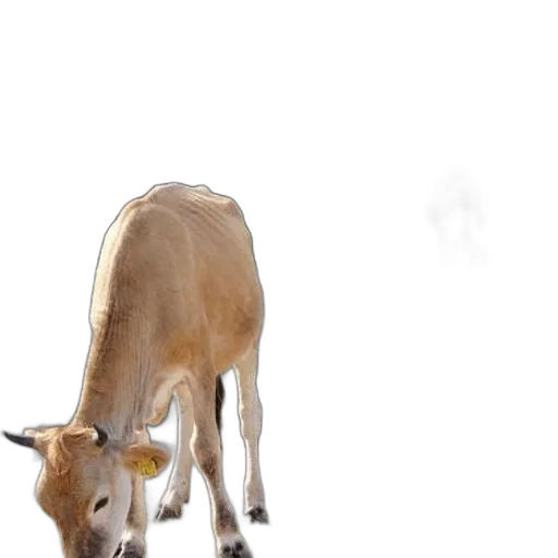 animal, creature, food, crown transparent PNG cut-out