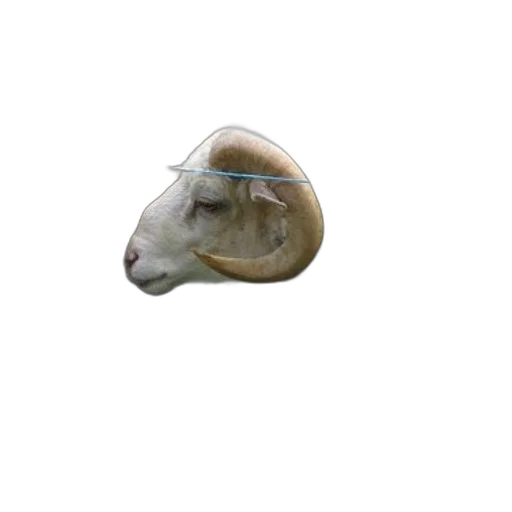 hat, animal, creature, mask transparent PNG cut-out