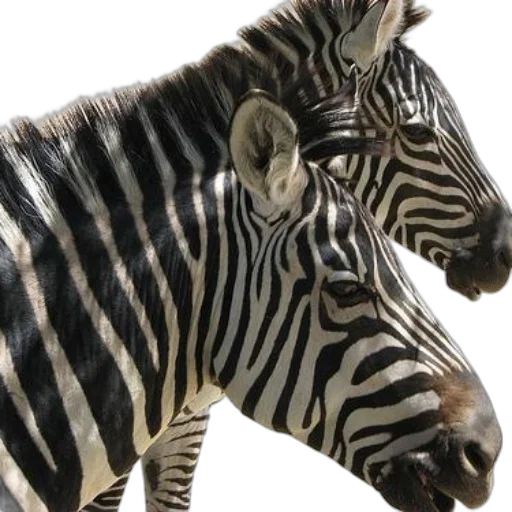 animal, jewelry, creature, photorealistic transparent PNG cut-out