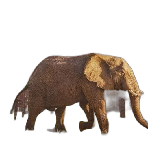 animal, creature, weapon, staff transparent PNG cut-out