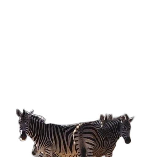 animal, creature, furniture, shoes transparent PNG cut-out