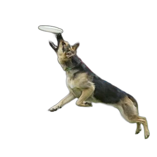 staff, animal, weapon, hat transparent PNG cut-out