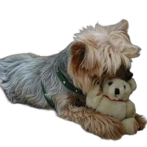 photorealistic, 3d render, small, dog transparent PNG cut-out