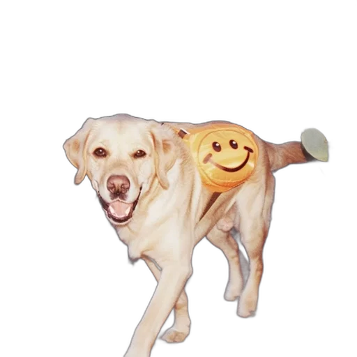 animal, staff, creature, weapon transparent PNG cut-out