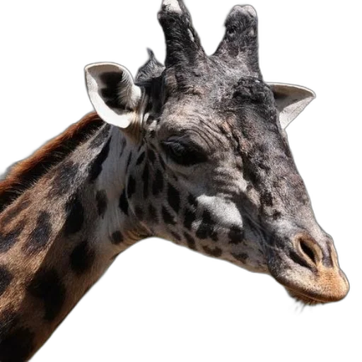 animal, creature, face, crown transparent PNG cut-out