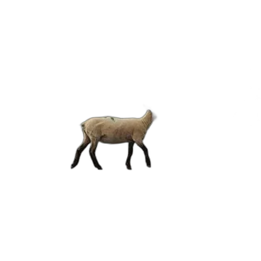 animal, furniture, creature, food transparent PNG cut-out