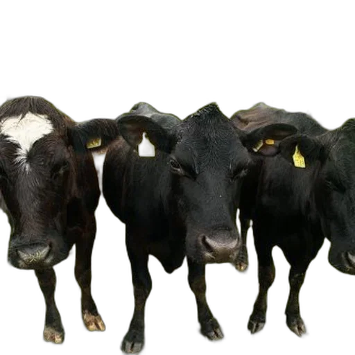 animal, food, mask, face transparent PNG cut-out