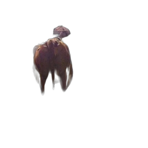 creature, animal, hair, hat transparent PNG cut-out