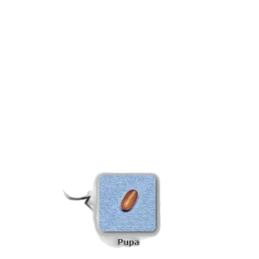 food, weapon, animal, jewelry transparent PNG cut-out