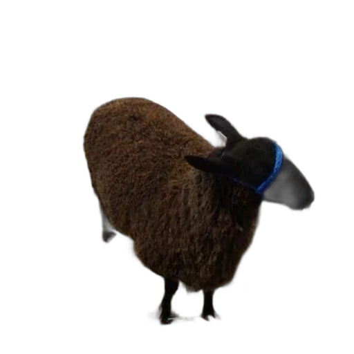 animal, hat, staff, creature transparent PNG cut-out