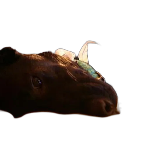 animal, creature, dragon, mask transparent PNG cut-out