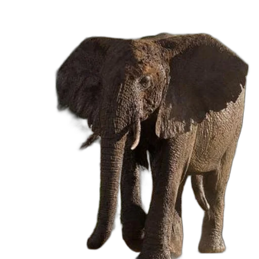animal, creature, weapon, staff transparent PNG cut-out