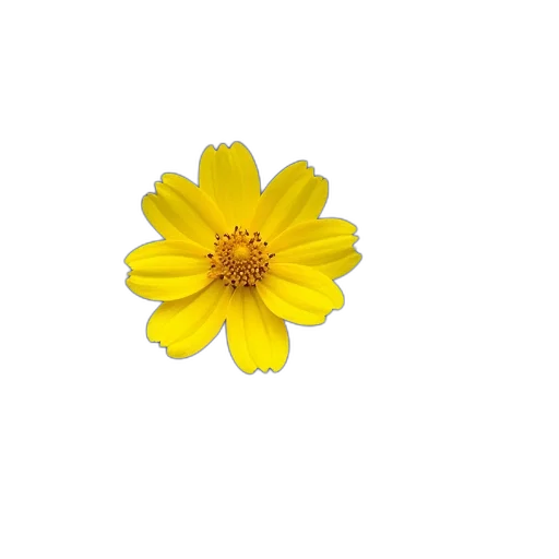 flower, crown, jewelry, weapon transparent PNG cut-out