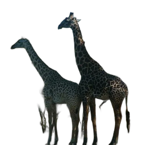 animal, creature, staff, jewelry transparent PNG cut-out